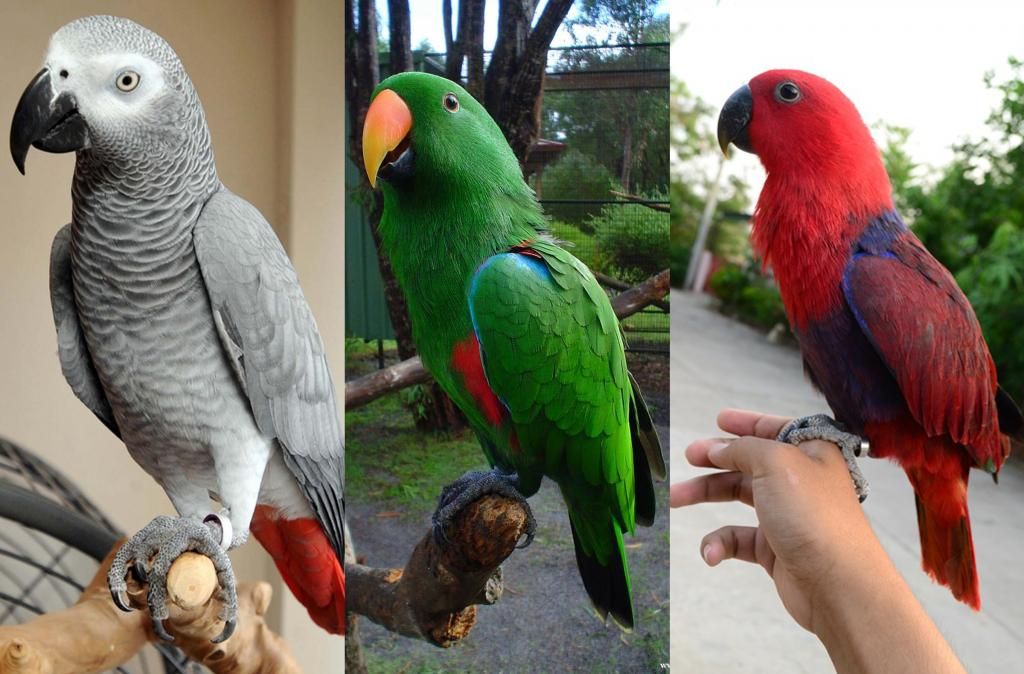 Vẹt Nam Mỹ Blue&Gold Macaw, Châu Úc Molucan cockatoo, vẹt Châu phi African grey đã về