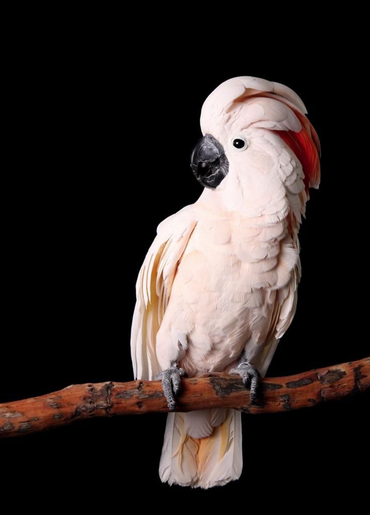 Vẹt Nam Mỹ Blue&Gold Macaw, Châu Úc Molucan cockatoo, vẹt Châu phi African grey đã về - 8