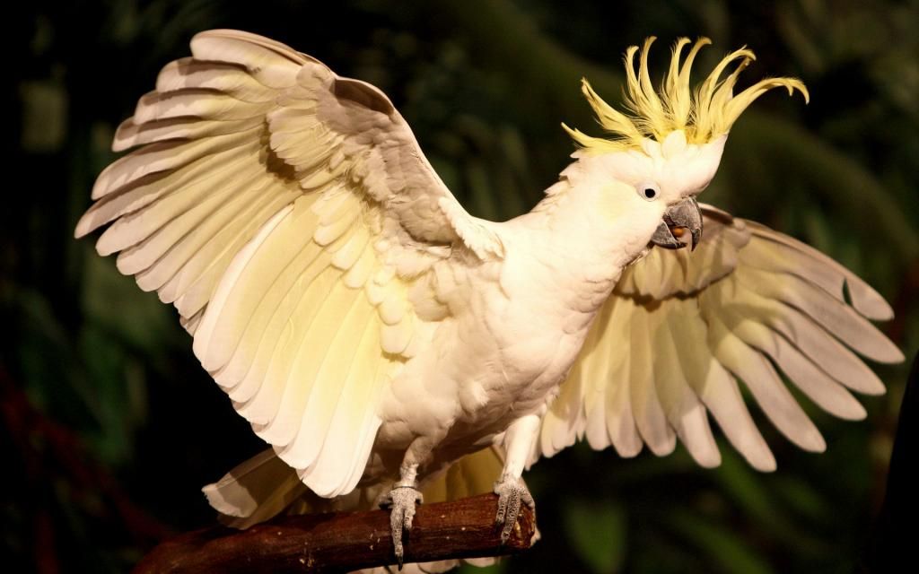 Bán, Nhập các giống vẹt Macaw, vẹt Cockatoo, hàng có sẵn hoặc order giá cả phải chăng - 19