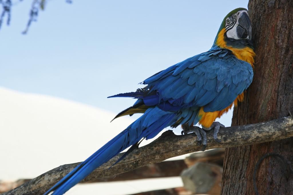 Bán, Nhập các giống vẹt Macaw, vẹt Cockatoo, hàng có sẵn hoặc order giá cả phải chăng