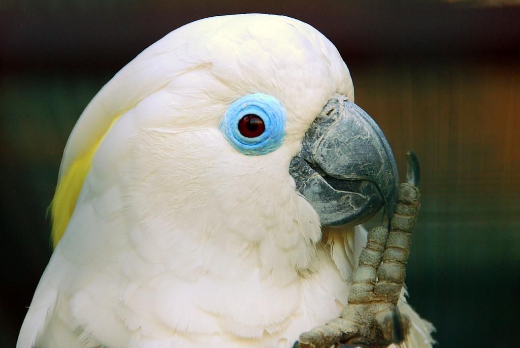 Bán, Nhập các giống vẹt Macaw, vẹt Cockatoo, hàng có sẵn hoặc order giá cả phải chăng - 24