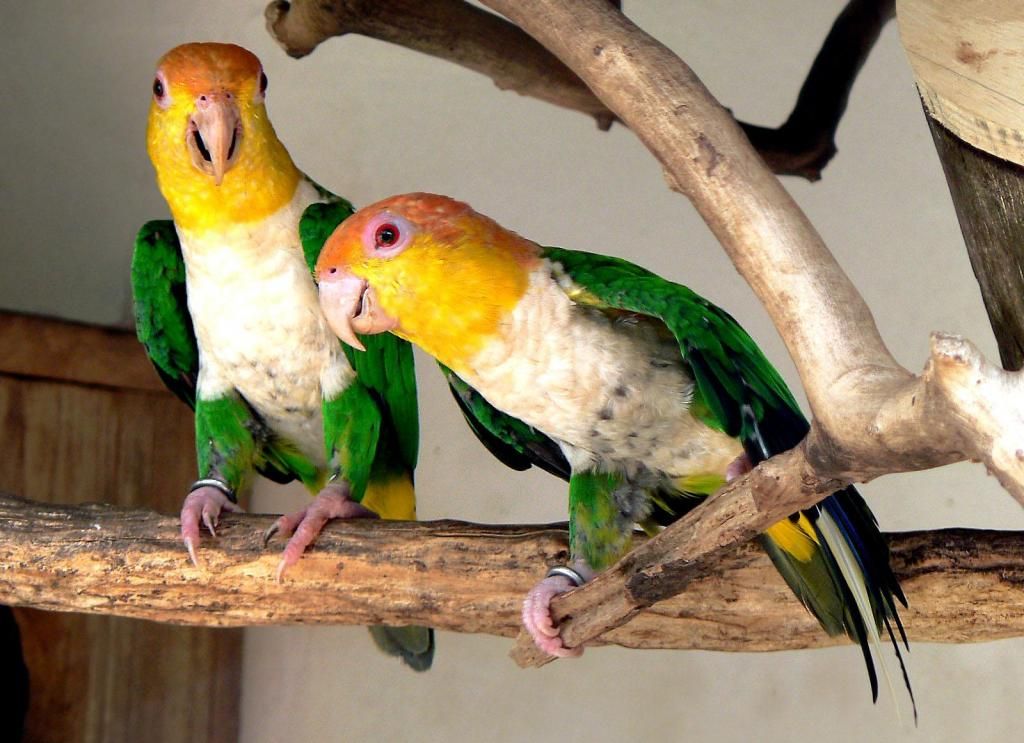 Bán, Nhập các giống vẹt Macaw, vẹt Cockatoo, hàng có sẵn hoặc order giá cả phải chăng - 32
