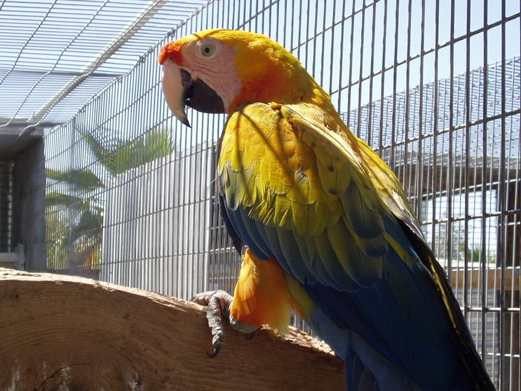 Bán, Nhập các giống vẹt Macaw, vẹt Cockatoo, hàng có sẵn hoặc order giá cả phải chăng - 6