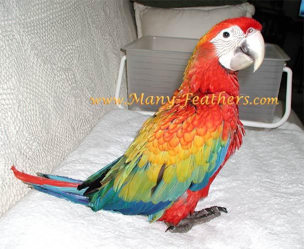 Bán, Nhập các giống vẹt Macaw, vẹt Cockatoo, hàng có sẵn hoặc order giá cả phải chăng - 17