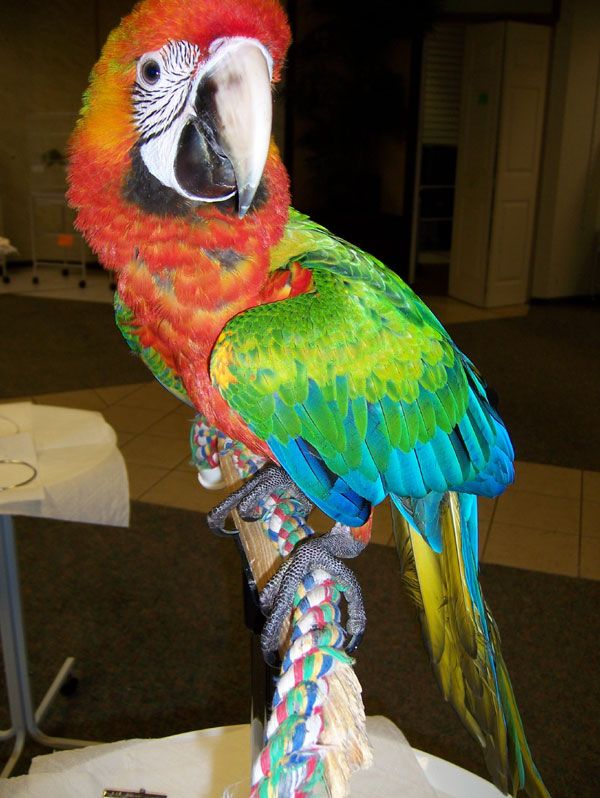 Bán, Nhập các giống vẹt Macaw, vẹt Cockatoo, hàng có sẵn hoặc order giá cả phải chăng - 16
