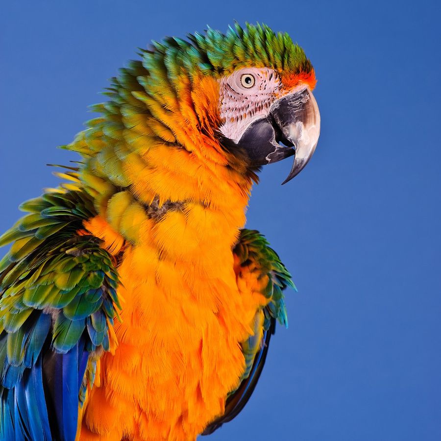 Bán, Nhập các giống vẹt Macaw, vẹt Cockatoo, hàng có sẵn hoặc order giá cả phải chăng - 5