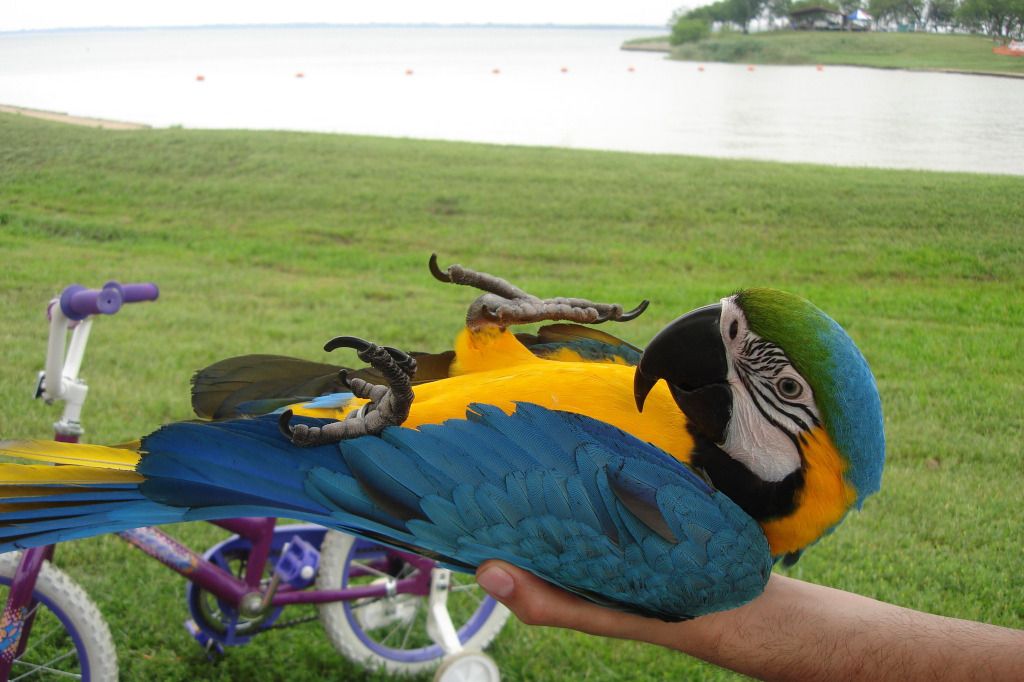 Bán, Nhập các giống vẹt Macaw, vẹt Cockatoo, hàng có sẵn hoặc order giá cả phải chăng - 33