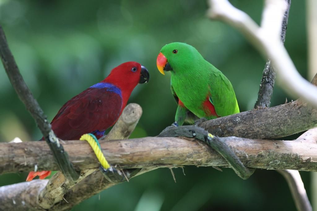 Bán, Nhập các giống vẹt Macaw, vẹt Cockatoo, hàng có sẵn hoặc order giá cả phải chăng - 28