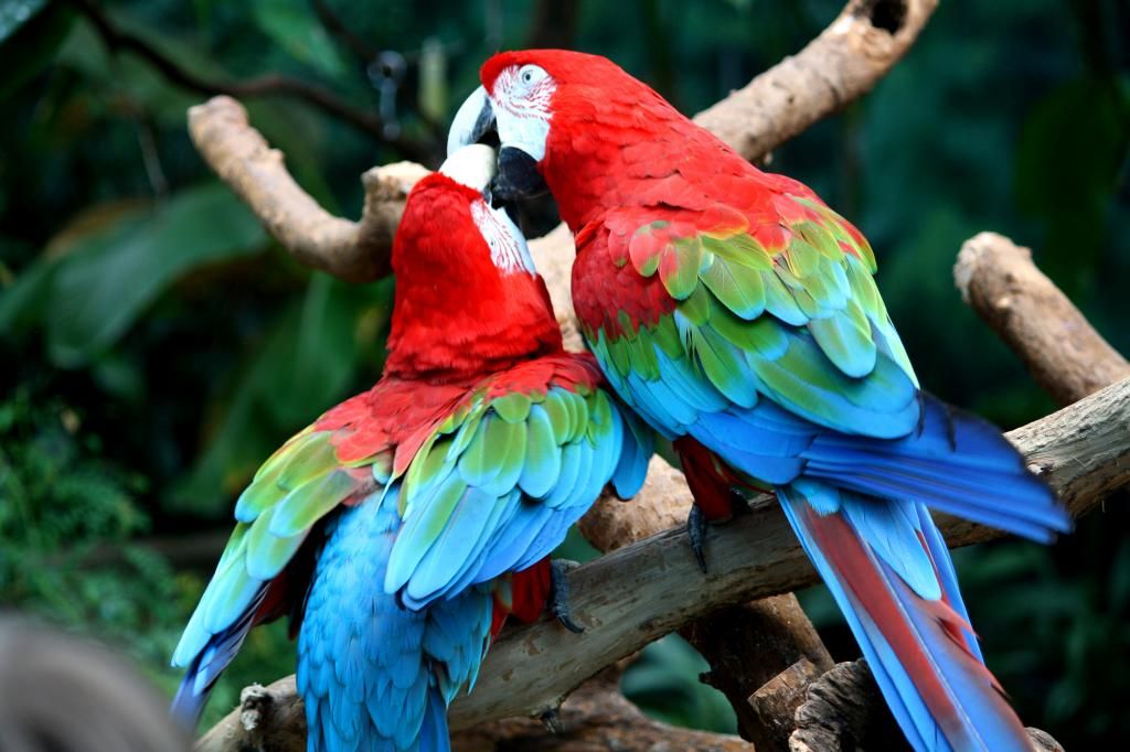Bán, Nhập các giống vẹt Macaw, vẹt Cockatoo, hàng có sẵn hoặc order giá cả phải chăng - 1
