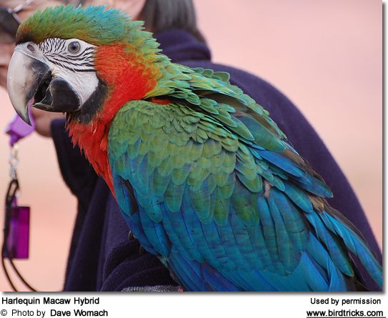 Bán, Nhập các giống vẹt Macaw, vẹt Cockatoo, hàng có sẵn hoặc order giá cả phải chăng - 4
