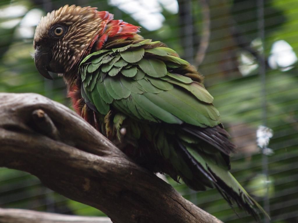 Bán, Nhập các giống vẹt Macaw, vẹt Cockatoo, hàng có sẵn hoặc order giá cả phải chăng - 31