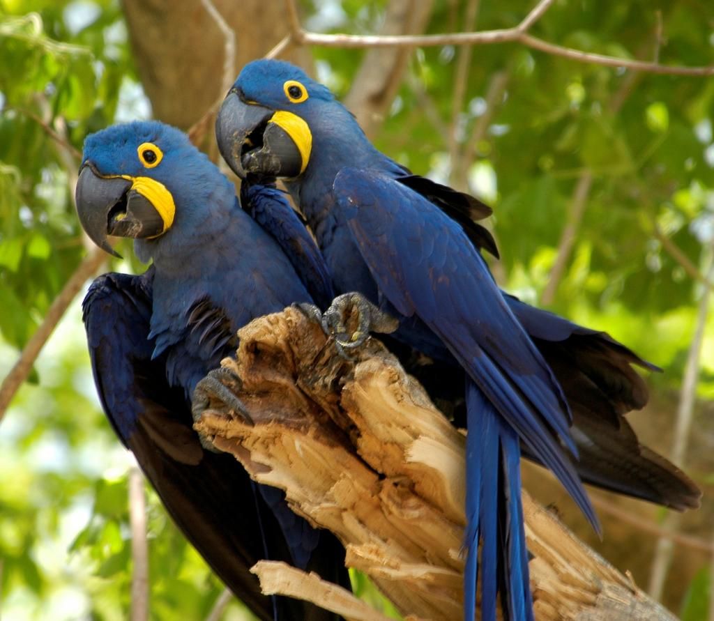 Bán, Nhập các giống vẹt Macaw, vẹt Cockatoo, hàng có sẵn hoặc order giá cả phải chăng - 10