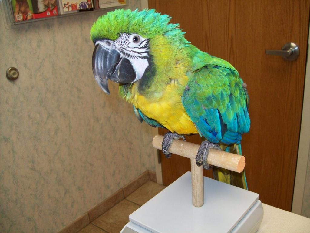 Bán, Nhập các giống vẹt Macaw, vẹt Cockatoo, hàng có sẵn hoặc order giá cả phải chăng - 7