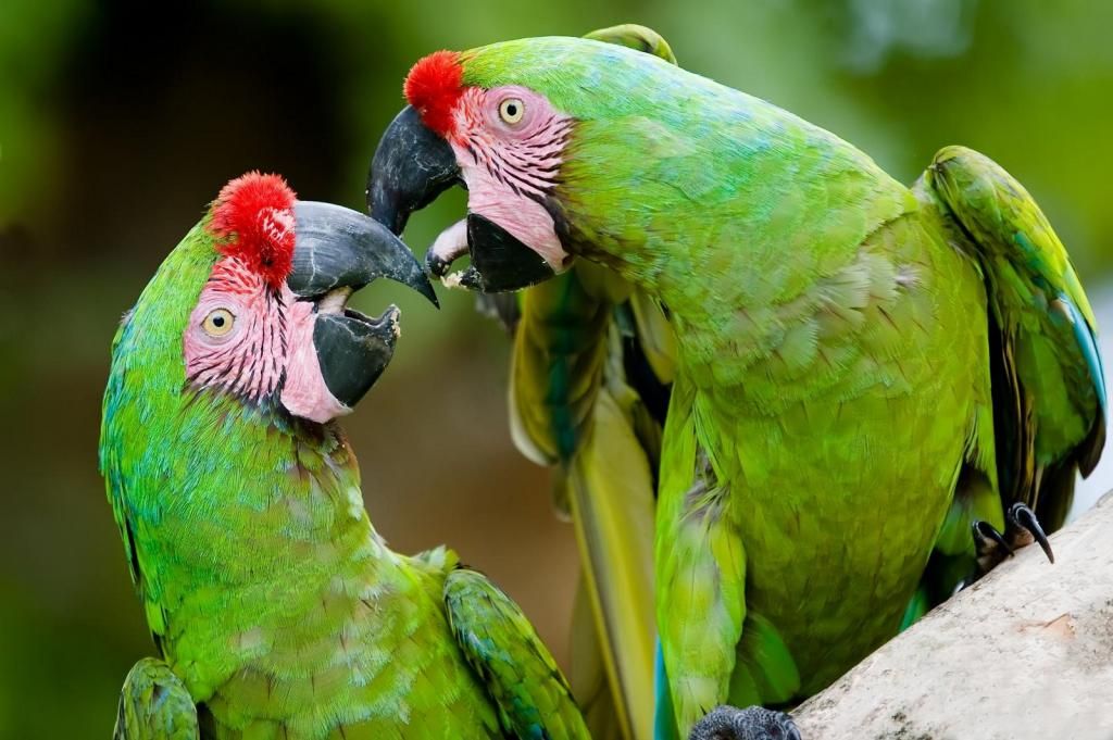 Bán, Nhập các giống vẹt Macaw, vẹt Cockatoo, hàng có sẵn hoặc order giá cả phải chăng - 8