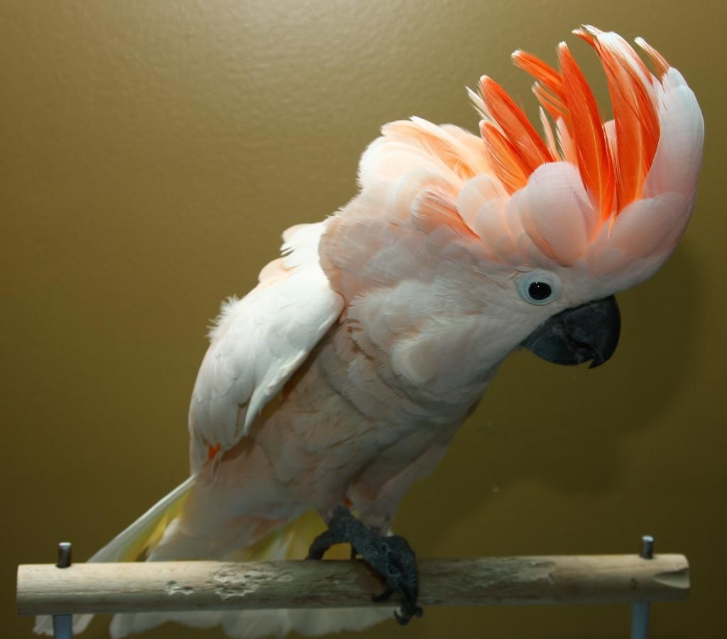 Bán, Nhập các giống vẹt Macaw, vẹt Cockatoo, hàng có sẵn hoặc order giá cả phải chăng - 25