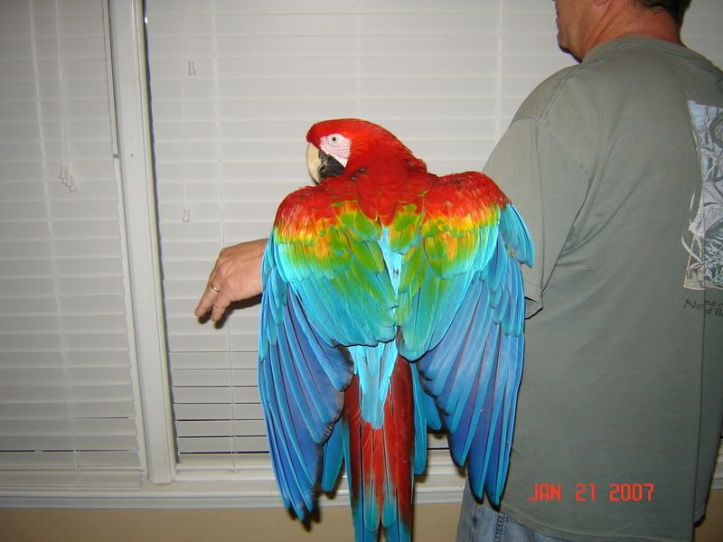 Bán, Nhập các giống vẹt Macaw, vẹt Cockatoo, hàng có sẵn hoặc order giá cả phải chăng - 12