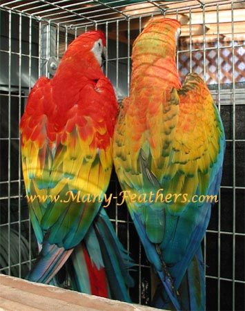 Bán, Nhập các giống vẹt Macaw, vẹt Cockatoo, hàng có sẵn hoặc order giá cả phải chăng - 18