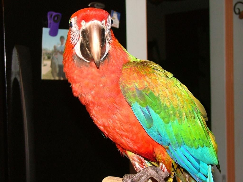 Bán, Nhập các giống vẹt Macaw, vẹt Cockatoo, hàng có sẵn hoặc order giá cả phải chăng - 15