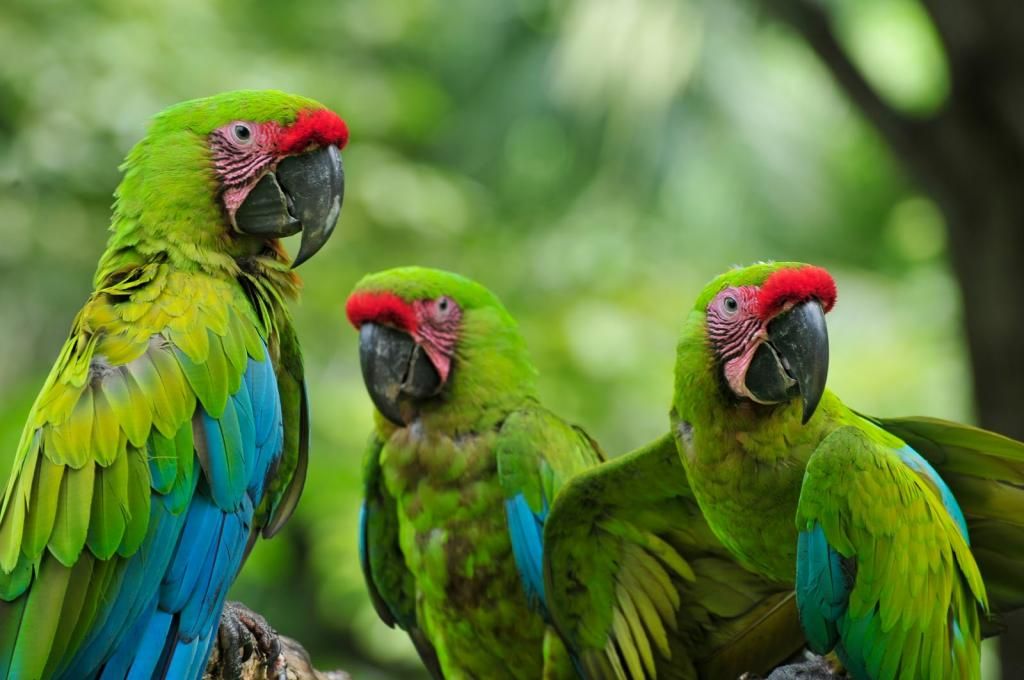 Bán, Nhập các giống vẹt Macaw, vẹt Cockatoo, hàng có sẵn hoặc order giá cả phải chăng - 9