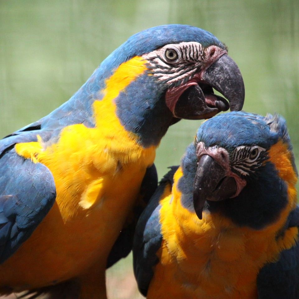 Bán, Nhập các giống vẹt Macaw, vẹt Cockatoo, hàng có sẵn hoặc order giá cả phải chăng - 3