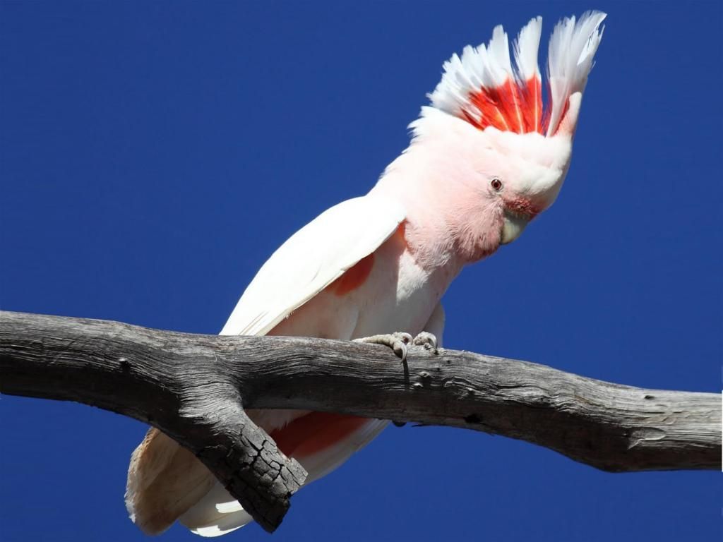 Bán, Nhập các giống vẹt Macaw, vẹt Cockatoo, hàng có sẵn hoặc order giá cả phải chăng - 22