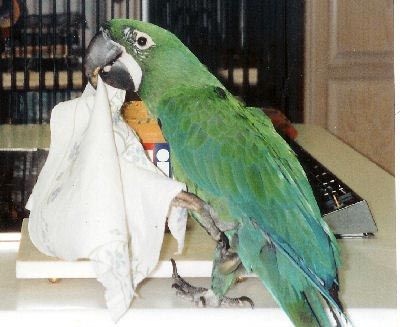 Bán, Nhập các giống vẹt Macaw, vẹt Cockatoo, hàng có sẵn hoặc order giá cả phải chăng - 13