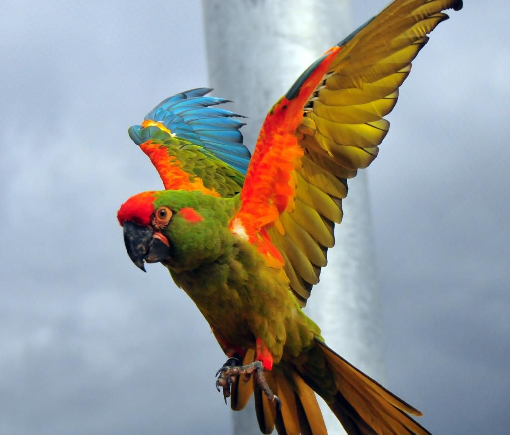 Bán, Nhập các giống vẹt Macaw, vẹt Cockatoo, hàng có sẵn hoặc order giá cả phải chăng - 11