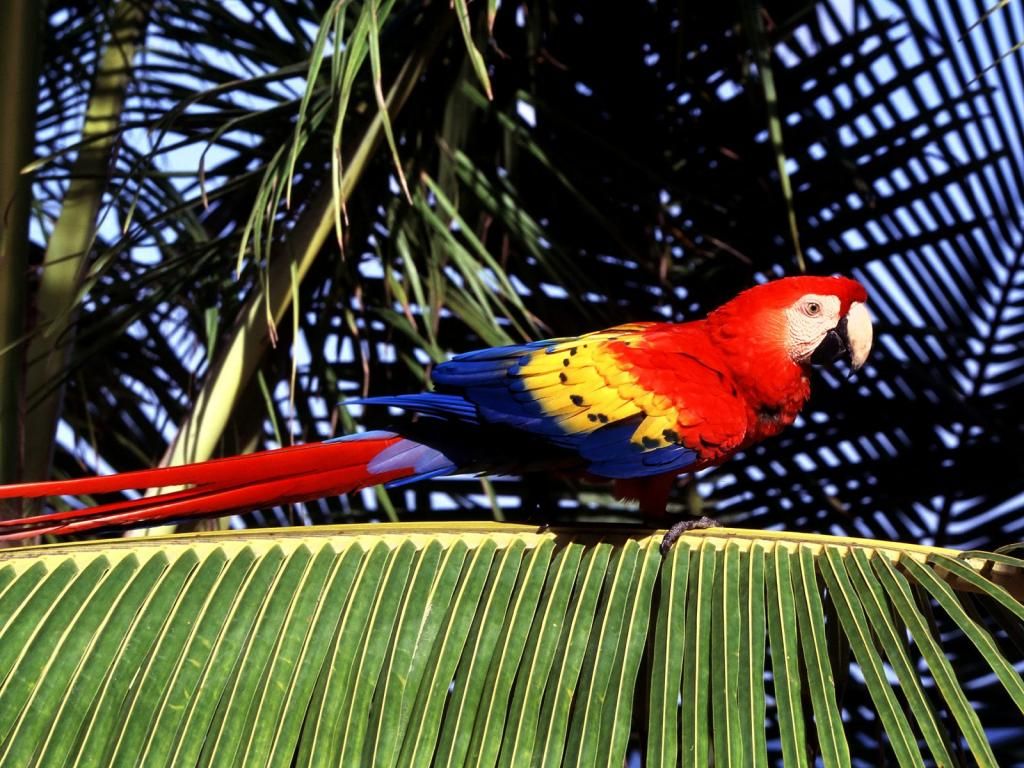 Bán, Nhập các giống vẹt Macaw, vẹt Cockatoo, hàng có sẵn hoặc order giá cả phải chăng - 2