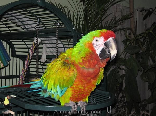 Bán, Nhập các giống vẹt Macaw, vẹt Cockatoo, hàng có sẵn hoặc order giá cả phải chăng - 14