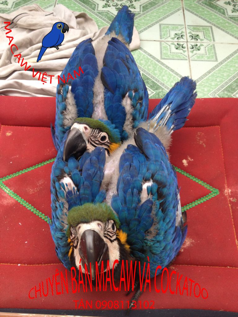 Bán, Nhập các giống vẹt Macaw, vẹt Cockatoo, hàng có sẵn hoặc order giá cả phải chăng - 37