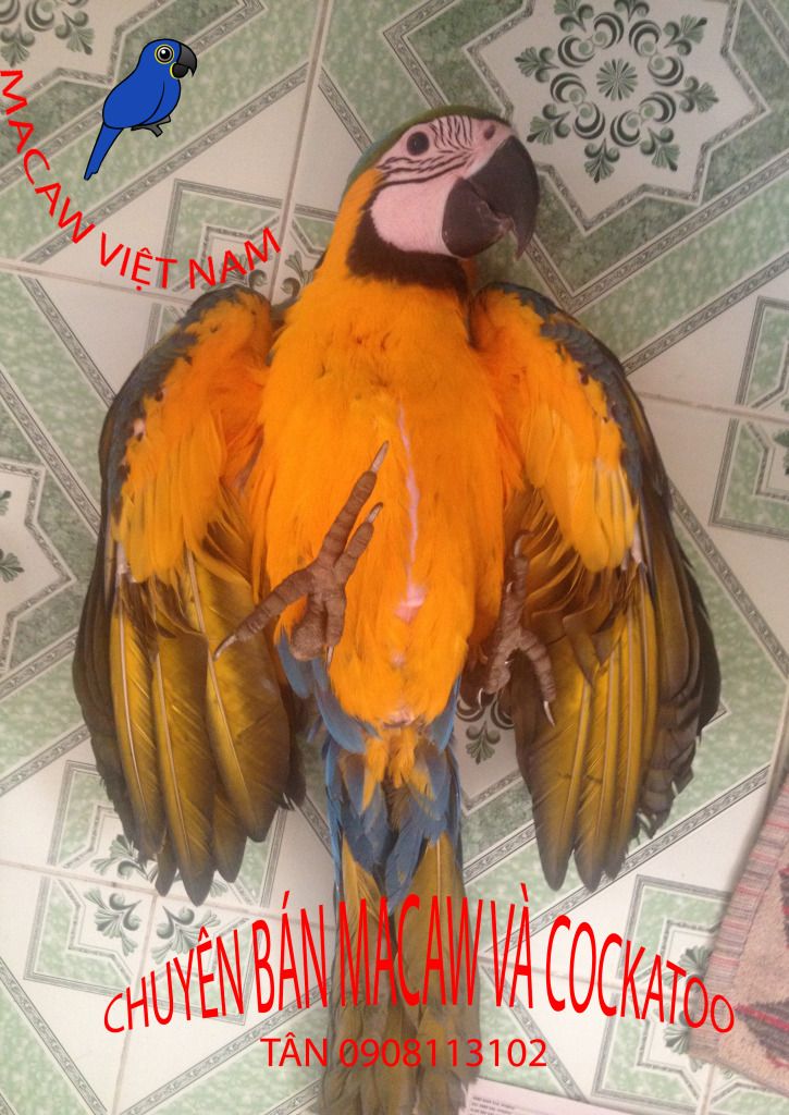 Bán, Nhập các giống vẹt Macaw, vẹt Cockatoo, hàng có sẵn hoặc order giá cả phải chăng - 43