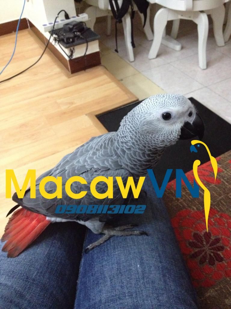 Vẹt Nam Mỹ Blue&Gold Macaw, Châu Úc Molucan cockatoo, vẹt Châu phi African grey đã về - 9