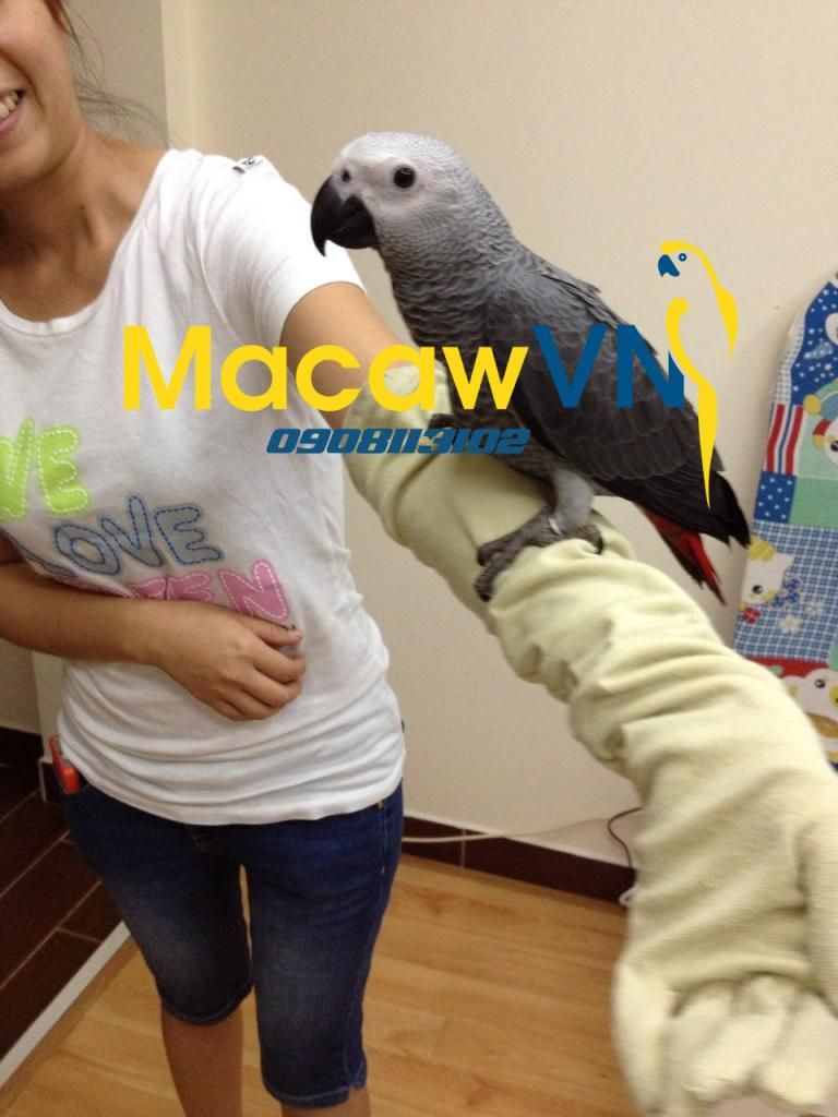Vẹt Nam Mỹ Blue&Gold Macaw, Châu Úc Molucan cockatoo, vẹt Châu phi African grey đã về - 10