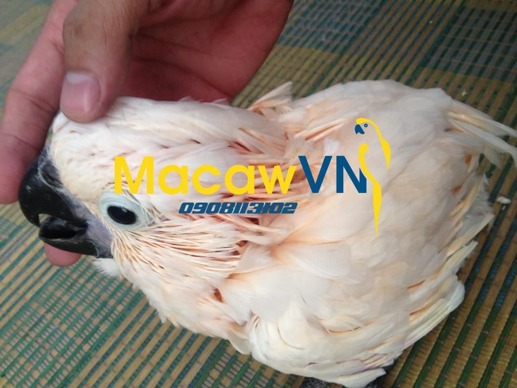 Vẹt Nam Mỹ Blue&Gold Macaw, Châu Úc Molucan cockatoo, vẹt Châu phi African grey đã về - 6