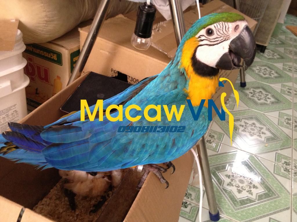 Vẹt Nam Mỹ Blue&Gold Macaw, Châu Úc Molucan cockatoo, vẹt Châu phi African grey đã về - 1