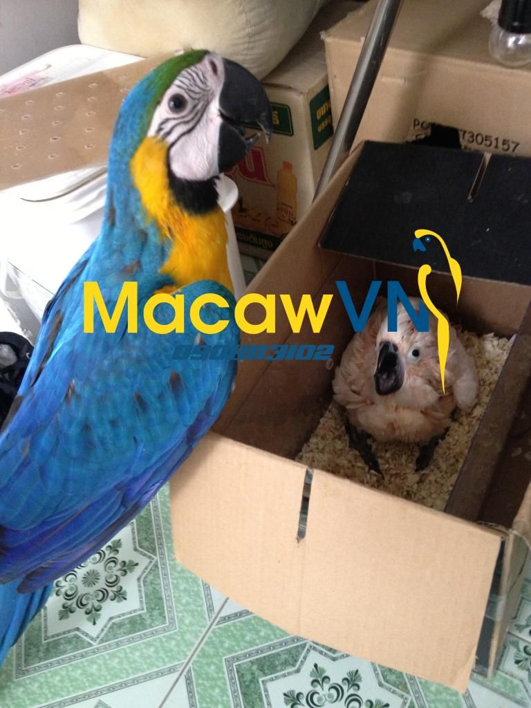 Vẹt Nam Mỹ Blue&Gold Macaw, Châu Úc Molucan cockatoo, vẹt Châu phi African grey đã về - 2
