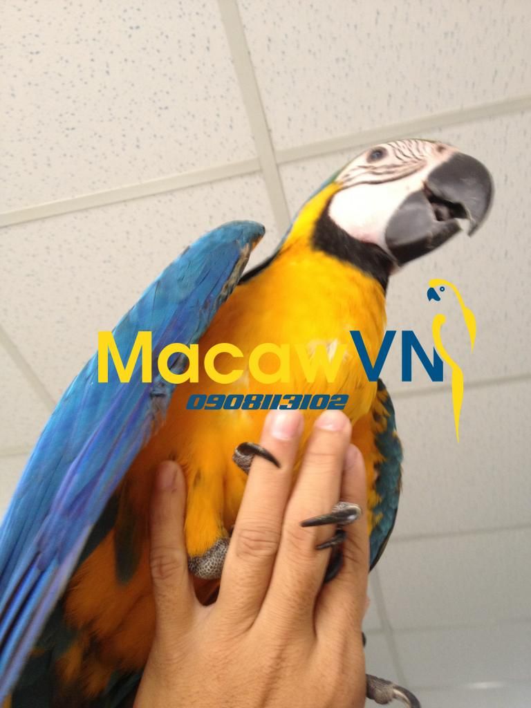 Vẹt Nam Mỹ Blue&Gold Macaw, Châu Úc Molucan cockatoo, vẹt Châu phi African grey đã về - 3