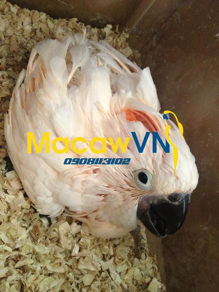 Vẹt Nam Mỹ Blue&Gold Macaw, Châu Úc Molucan cockatoo, vẹt Châu phi African grey đã về - 5