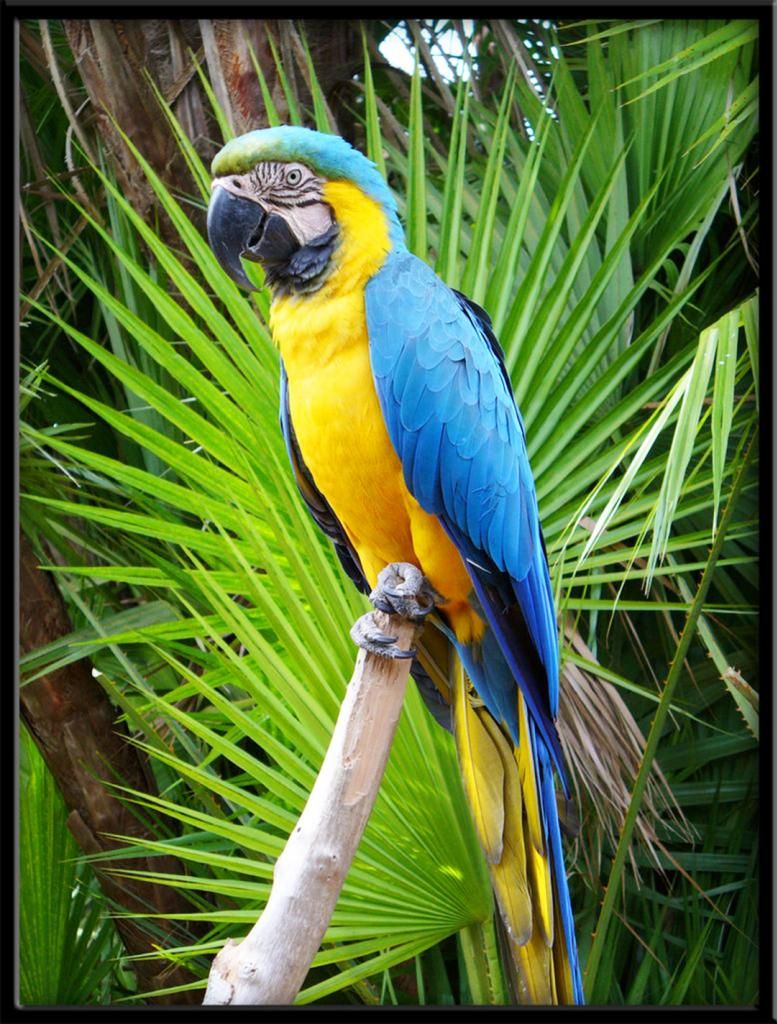 Vẹt Nam Mỹ Blue&Gold Macaw, Châu Úc Molucan cockatoo, vẹt Châu phi African grey đã về - 4