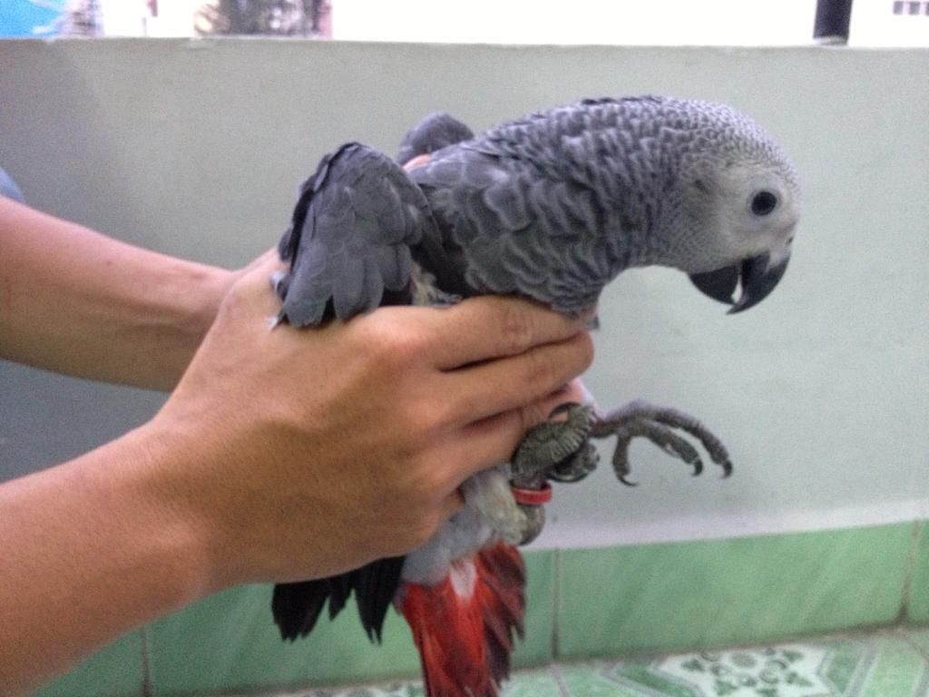 Bán, Nhập các giống vẹt Macaw, vẹt Cockatoo, hàng có sẵn hoặc order giá cả phải chăng - 47