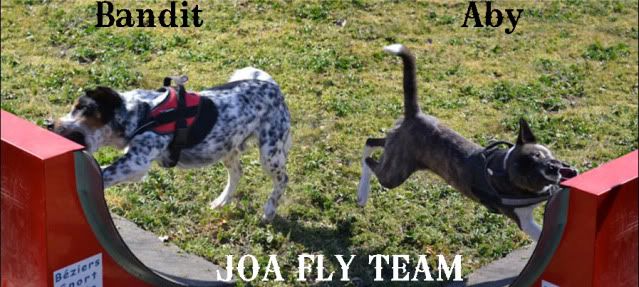 Jeux Obeissance Agility Jeux Obeissance Agility