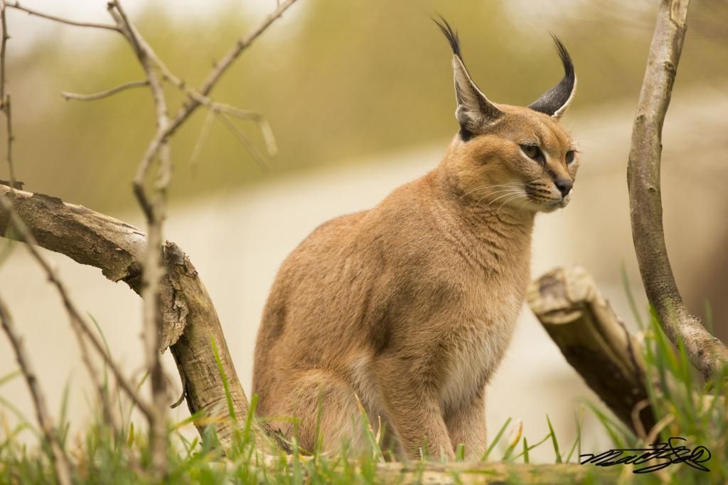 IMAGE: http://i877.photobucket.com/albums/ab331/themaple1/catsig_zps2c6f8f2e.jpg