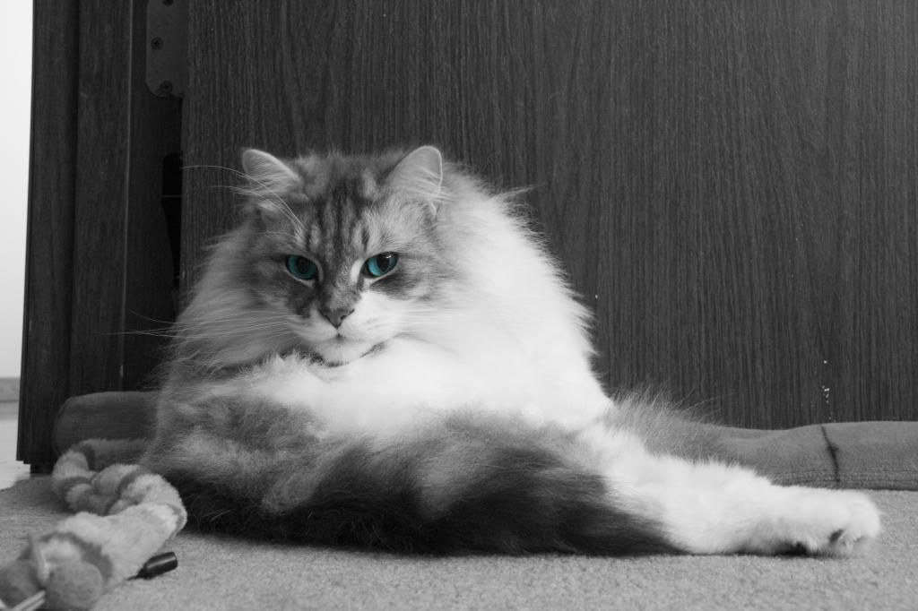 IMAGE: http://i877.photobucket.com/albums/ab331/themaple1/smitblueeyesbw_zpsd84fc923.jpg