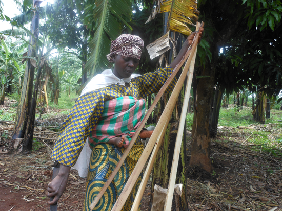 Banana farmer extracting fiber