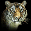 http://i877.photobucket.com/albums/ab333/Punkys_animaties/Accountant/avatar/avatar%201/2n03dk0.gif