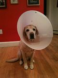 th_Conehead.jpg