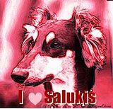 levrieri,Saluki,Saluki dog,Saluki World,Saluqi,sighthounds