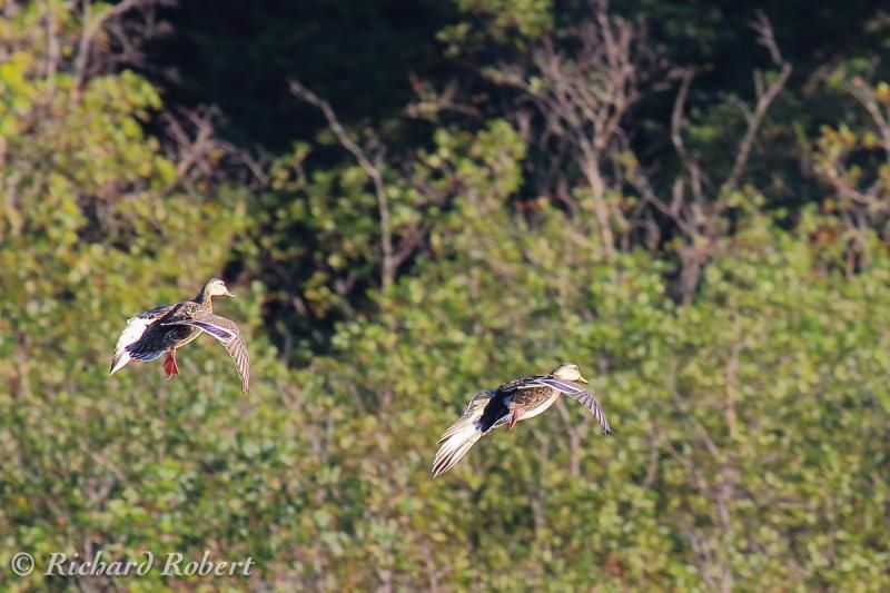 IMAGE: http://i877.photobucket.com/albums/ab339/rrobert99/Canon%2070D/Canardcolvert01septembre2013IMG_0219.jpg