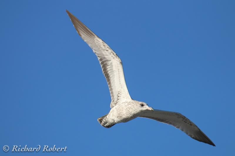 IMAGE: http://i877.photobucket.com/albums/ab339/rrobert99/Canon%2070D/Goeacutelandagravebeccercleacute01septembre2013IMG_0276.jpg