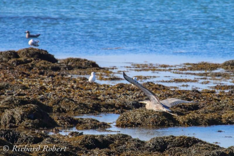 IMAGE: http://i877.photobucket.com/albums/ab339/rrobert99/Canon%2070D/Grandheacuteron01septembre2013IMG_0290.jpg